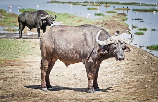 African buffalo. Africa hoofed animals, cows relative. Horned wild cattle