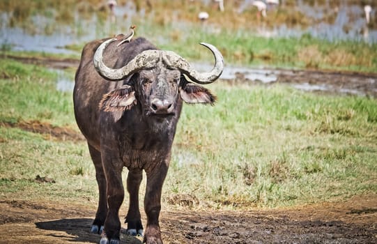 African buffalo. Africa hoofed animals, cows relative. Horned wild cattle