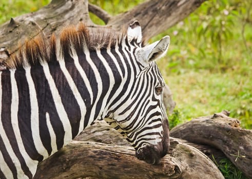 African zebra. Striped Horse in African savannas. Black and white zebra stripes.