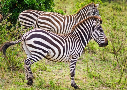 African zebra. Striped Horse in African savannas. Black and white zebra stripes.
