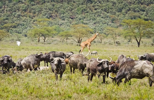 African buffalo. Africa hoofed animals, cows relative. Horned wild cattle