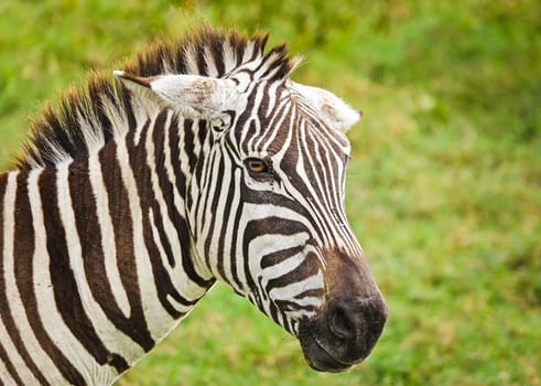 African zebra. Striped Horse in African savannas. Black and white zebra stripes.