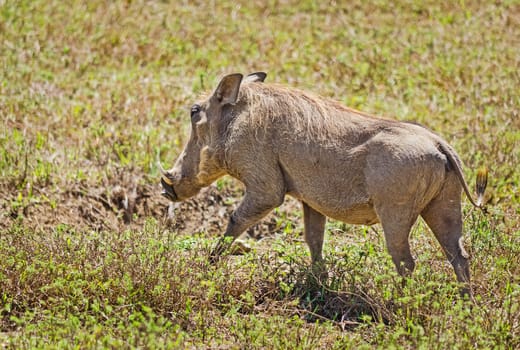 African warthog. Svinoobraznoe animals of the African savannah