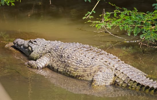 Nile crocodile. Predator African reservoirs. Reptile crocodile
