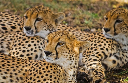 Leopard in their natural habitat in the African savannah. The predator of the cat family