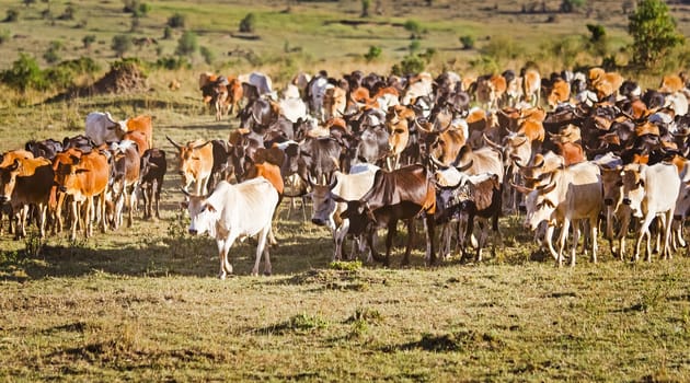 Herd of Jersey cows in the Natal Midlands, Africa