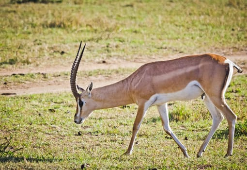 Antelope on the African savannah. Natural environment antelope habitat. Hoofed horned animal.