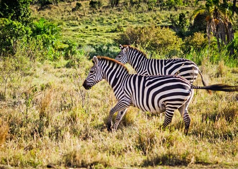 African zebra. Striped Horse in African savannas. Black and white zebra stripes.
