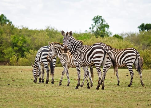 African zebra. Striped Horse in African savannas. Black and white zebra stripes.