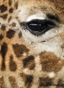 Giraffe in the wild. An animal with a long neck. Wild world of the African savannah
