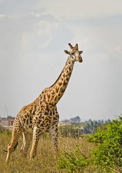 Giraffe in the wild. An animal with a long neck. Wild world of the African savannah