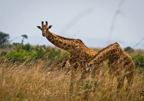 Giraffe in the wild. An animal with a long neck. Wild world of the African savannah