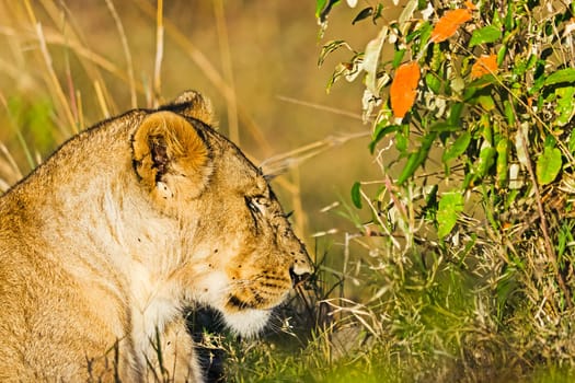 Lion in the wild in the African savannah. Lion - predator felines