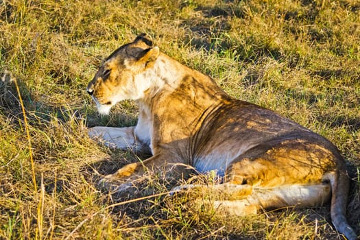 Lion in the wild in the African savannah. Lion - predator felines