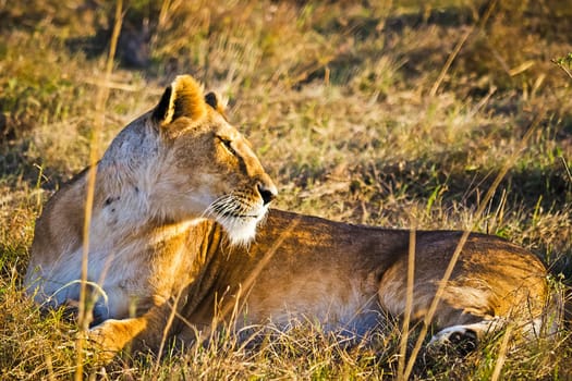 Lion in the wild in the African savannah. Lion - predator felines