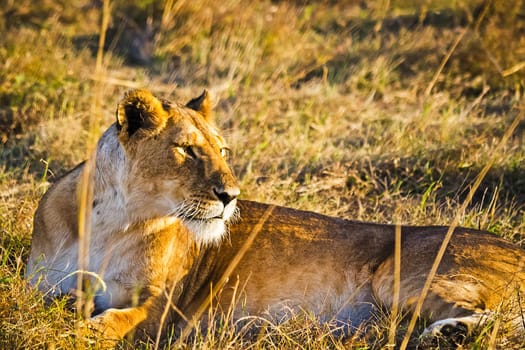 Lion in the wild in the African savannah. Lion - predator felines