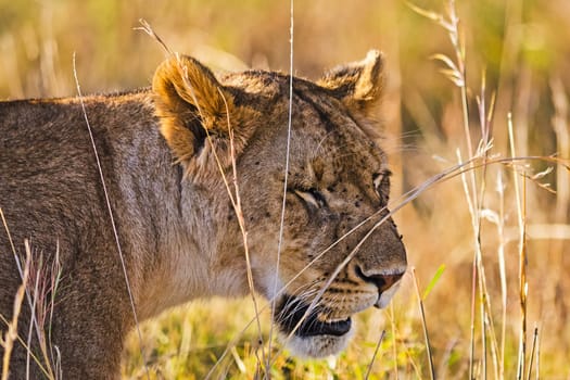 Lion in the wild in the African savannah. Lion - predator felines