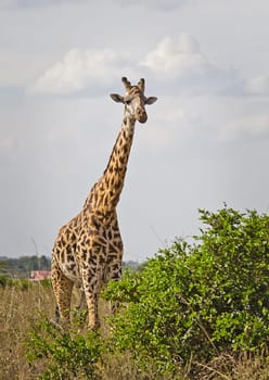 Giraffe in the wild. An animal with a long neck. Wild world of the African savannah