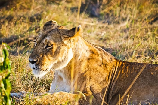 Lion in the wild in the African savannah. Lion - predator felines