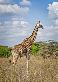 Giraffe in the wild. An animal with a long neck. Wild world of the African savannah