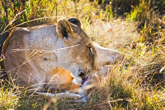 Lion in the wild in the African savannah. Lion - predator felines