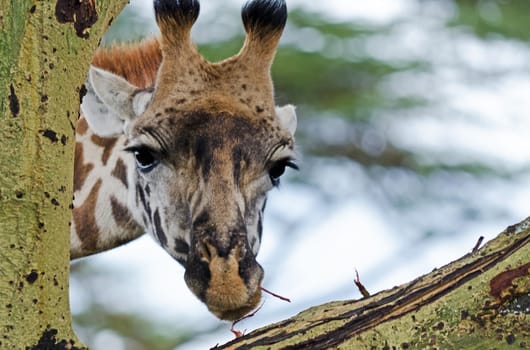 Giraffe in the wild. An animal with a long neck. Wild world of the African savannah