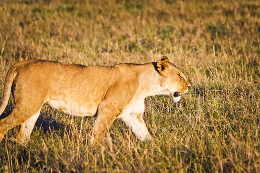 Lion in the wild in the African savannah. Lion - predator felines
