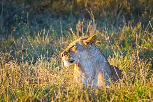 Lion in the wild in the African savannah. Lion - predator felines