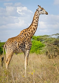 Giraffe in the wild. An animal with a long neck. Wild world of the African savannah