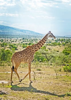 Giraffe in the wild. An animal with a long neck. Wild world of the African savannah