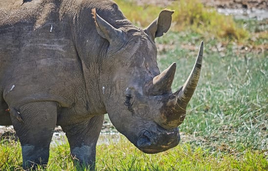 Rhinoceros in the African savannah. Large herbivorous mammal African savannah