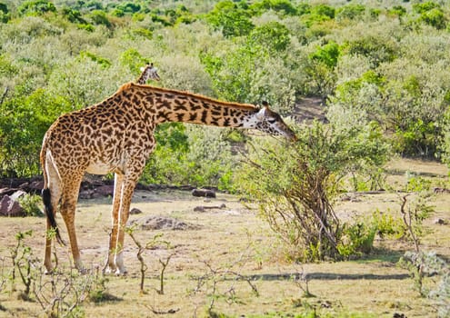 Giraffe in the wild. An animal with a long neck. Wild world of the African savannah