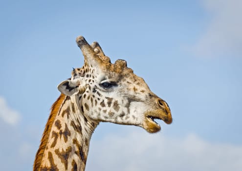 Giraffe in the wild. An animal with a long neck. Wild world of the African savannah
