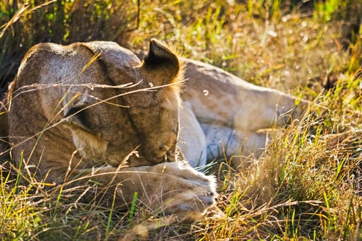 Lion in the wild in the African savannah. Lion - predator felines