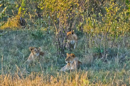 Lion in the wild in the African savannah. Lion - predator felines