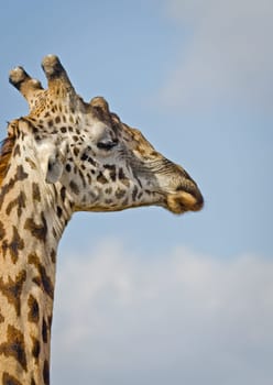 Giraffe in the wild. An animal with a long neck. Wild world of the African savannah