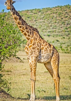 Giraffe in the wild. An animal with a long neck. Wild world of the African savannah