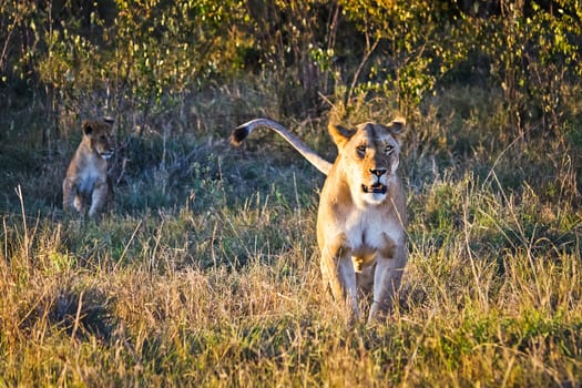 Lion in the wild in the African savannah. Lion - predator felines