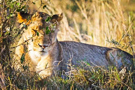 Lion in the wild in the African savannah. Lion - predator felines