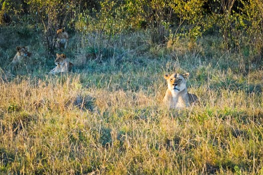 Lion in the wild in the African savannah. Lion - predator felines