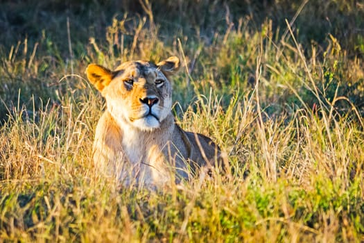 Lion in the wild in the African savannah. Lion - predator felines