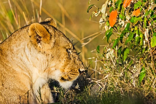Lion in the wild in the African savannah. Lion - predator felines