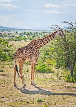 Giraffe in the wild. An animal with a long neck. Wild world of the African savannah