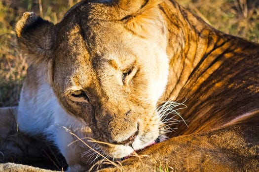 Lion in the wild in the African savannah. Lion - predator felines