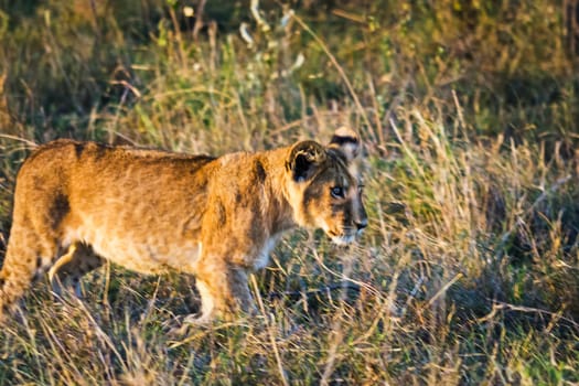 Lion in the wild in the African savannah. Lion - predator felines