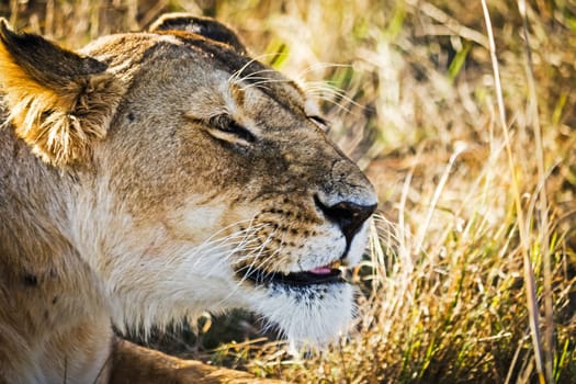 Lion in the wild in the African savannah. Lion - predator felines
