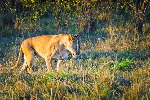 Lion in the wild in the African savannah. Lion - predator felines