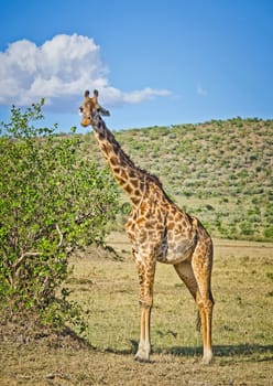 Giraffe in the wild. An animal with a long neck. Wild world of the African savannah