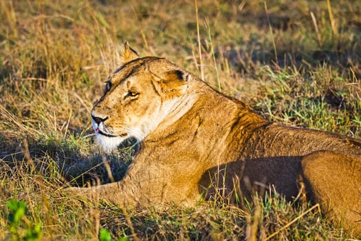 Lion in the wild in the African savannah. Lion - predator felines
