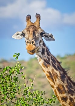 Giraffe in the wild. An animal with a long neck. Wild world of the African savannah